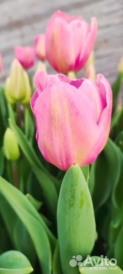 Тюльпаны оптом предзаказ к 8 марта