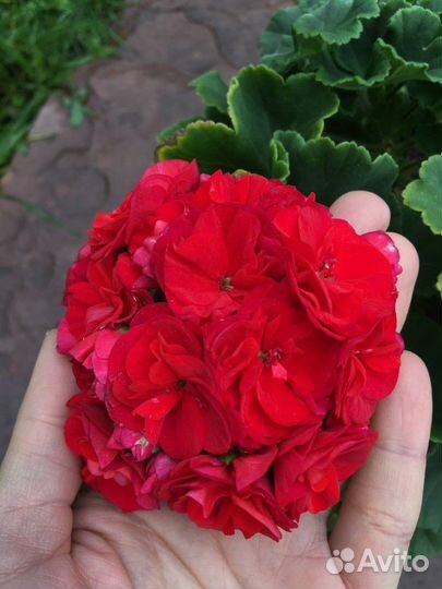 Пеларгония герань