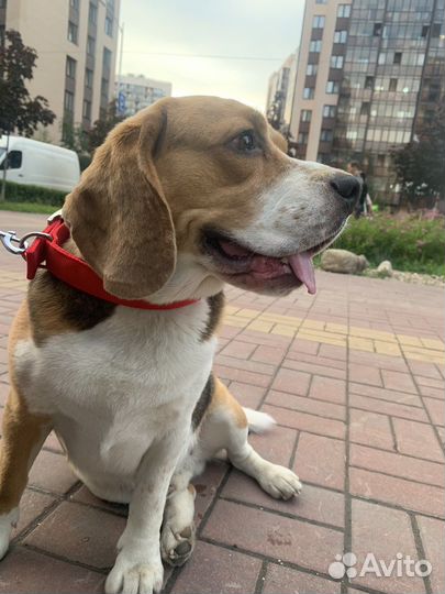 Собака бигль в добрые руки