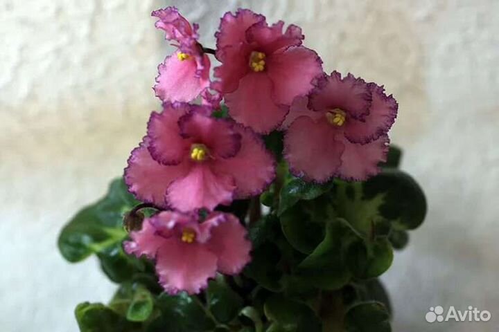 Мини фиалки