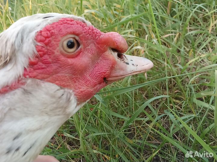 Молодой селезень индоутки