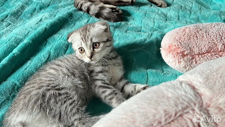 Британские вислоухие котята