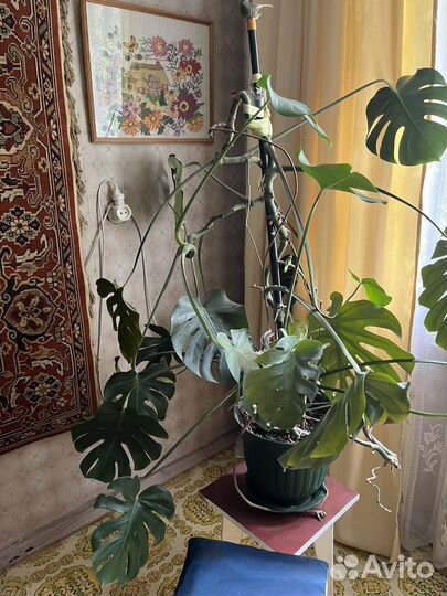 Монстера с крупными дистьями