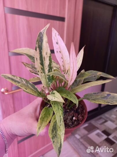 Антуриум декоративно лиственный