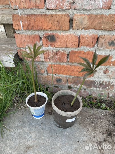 Лабазник кровохлебка роджерсия многолетники