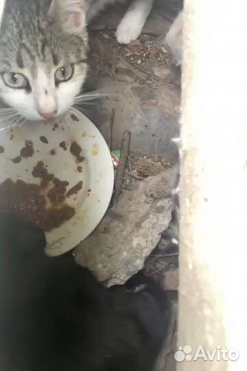 Кошка с детьми ищет семью