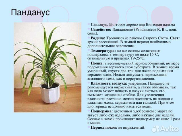 Пальма Пандаус