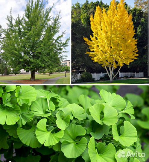 Растение Гинкго билоба