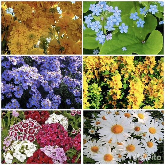 Многолетние цветы