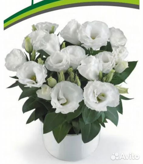 Рассада цветов эустома