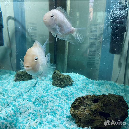 Цыхлиды Фламинго