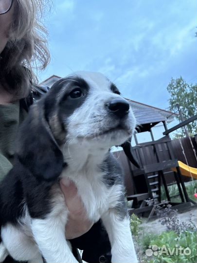 Щенки бигль