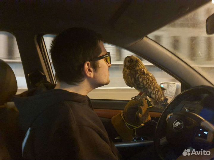 Перевозка животных