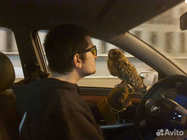 Перевозка животных