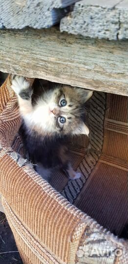 Котёнок (девочка) ищет дом