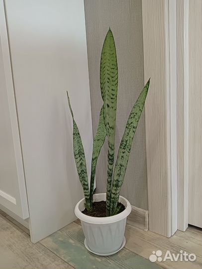 Сансевиерия, замиокулькас, драцена, табернемонтана