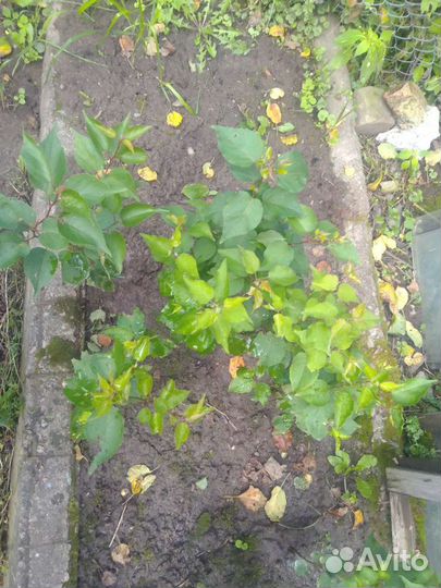 Абрикос (саженец)