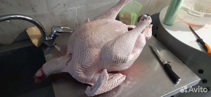 Мясо домашней птицы (Индейка)