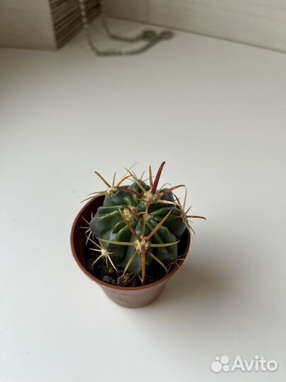 Суккуленты, кактусы, сансевиерии