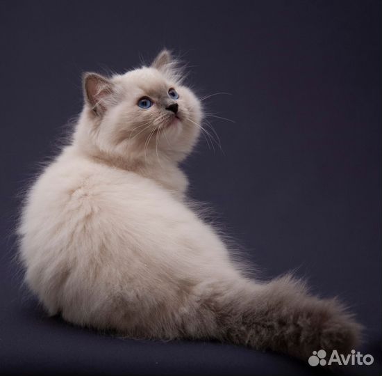 Рэгдолл бронь