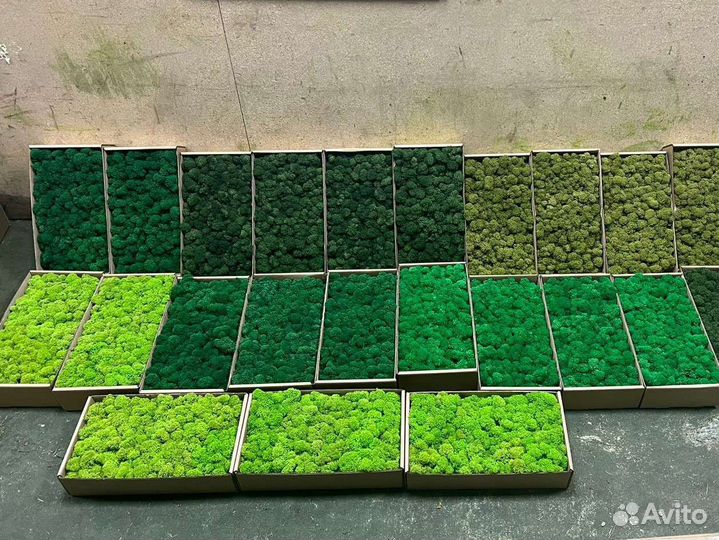 Мох стабилизированный ягель,кочка,пласты