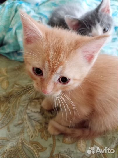 Кот и кошка