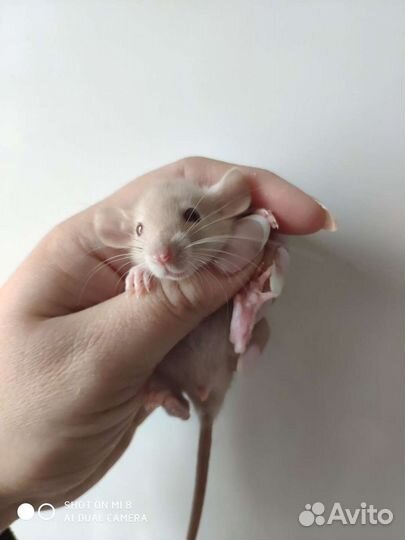 Крыски, крысята дамбо, миккимаусы