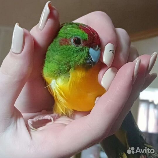 Попугай какарик