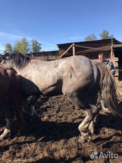 Кобыла тяжеловоз