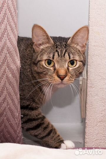 Очень ждет своего человека кот Вася