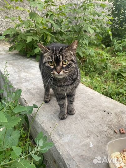 Кошка бесплатно