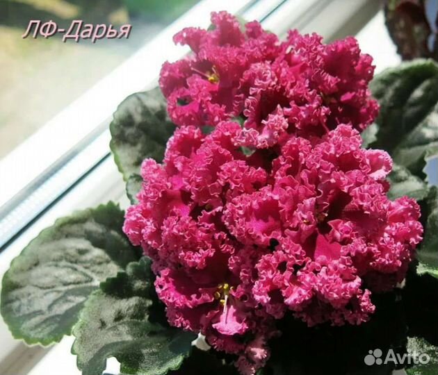 Фиалки детки лф-Дарья