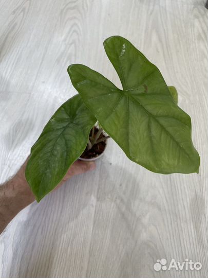 Детки алоказий