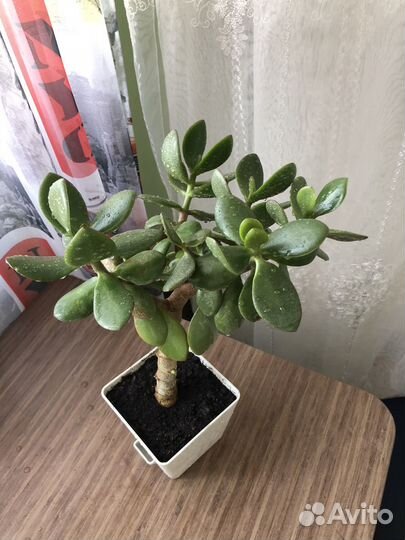 Крассула толстянка, толстянка, денежное дерево