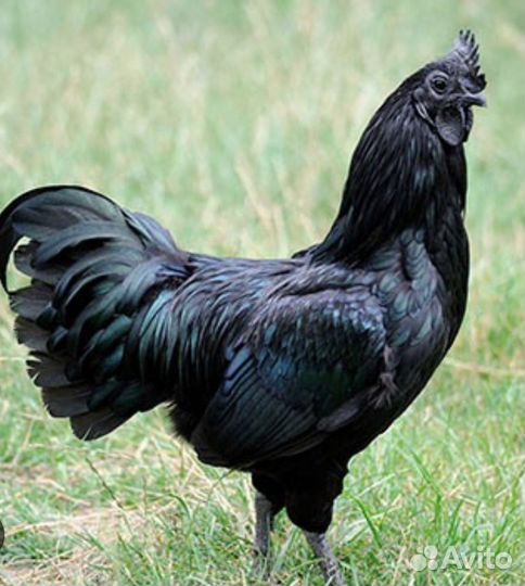 Петух Ухейилюй