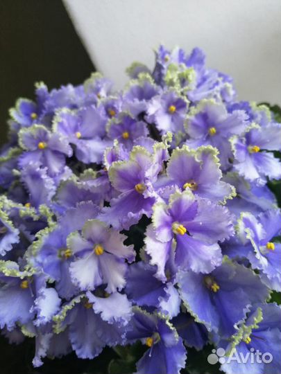 Сортовые фиалки(мини,стандарты)