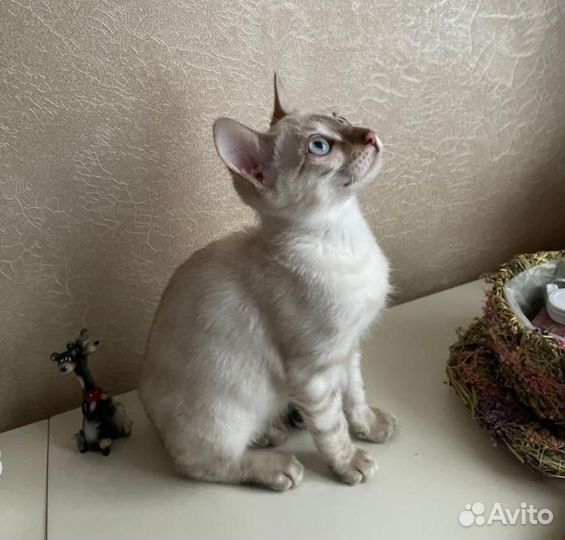 Котята Бенгальские Линкс