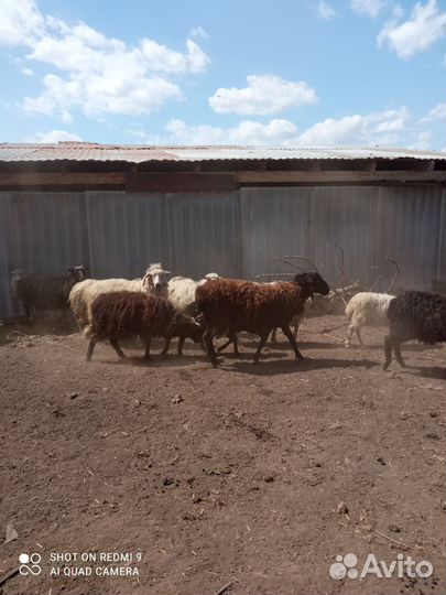 Овцы и бараны оптом