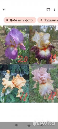 Ирисы бородатые