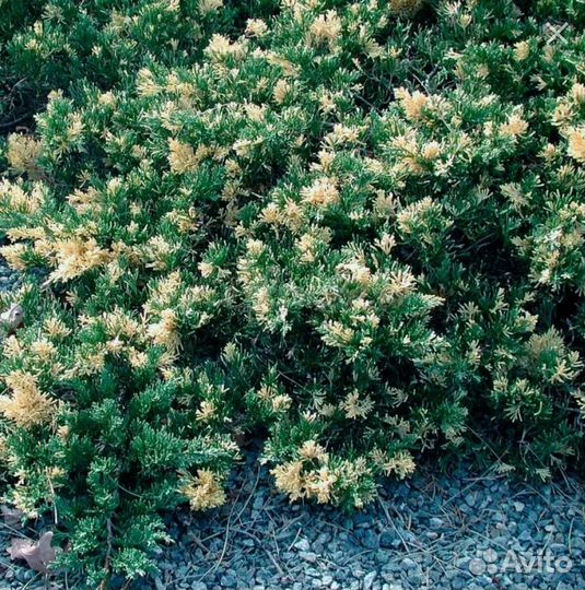 Хвойные растения