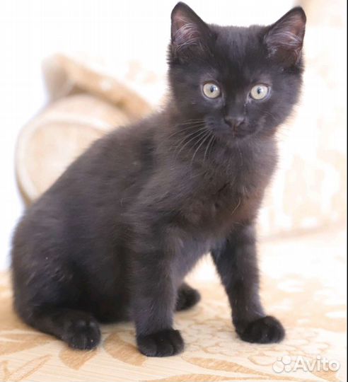 Котик в поиске дома