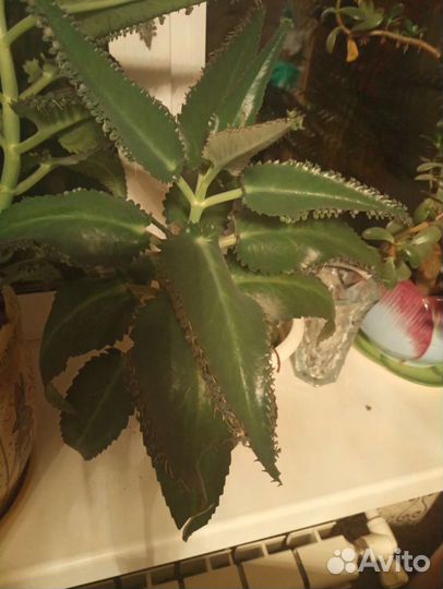 Каланхоэ- домашний доктор