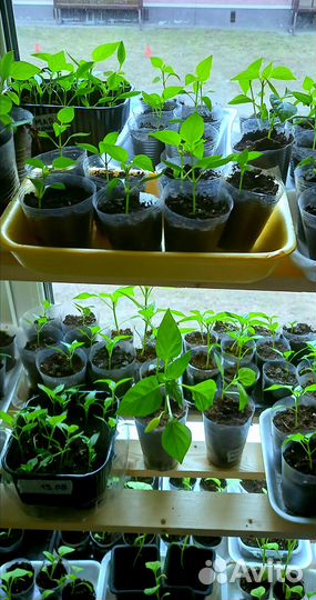 Рассада перца баклажанов