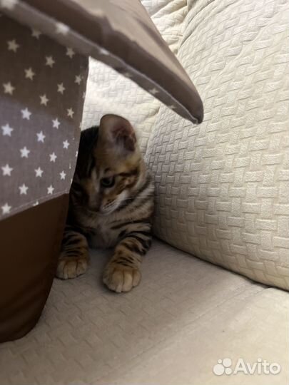 Бенгальская