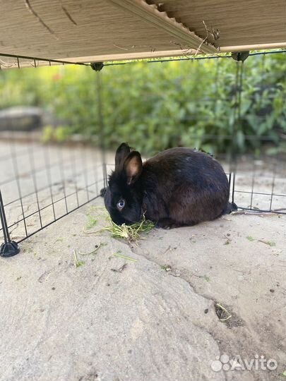 Декоративные кролики