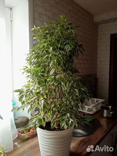 Фикус бенжамина