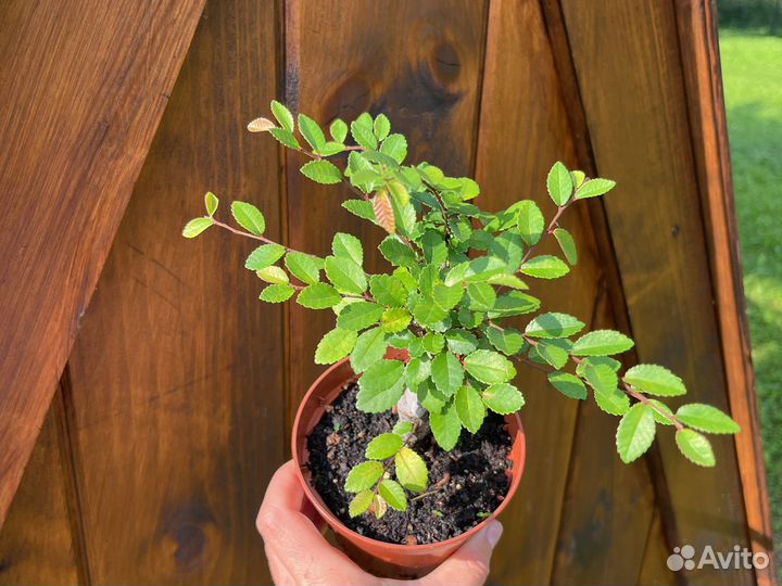 Бонсай (вяз мелколистный)