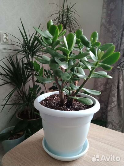 Крассула толстянка