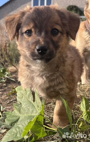 Щенки в добрые руки