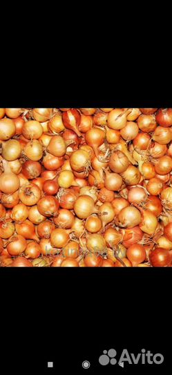 Продам лук севок